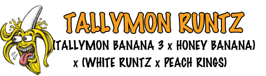 TALLYMON RUNTZ